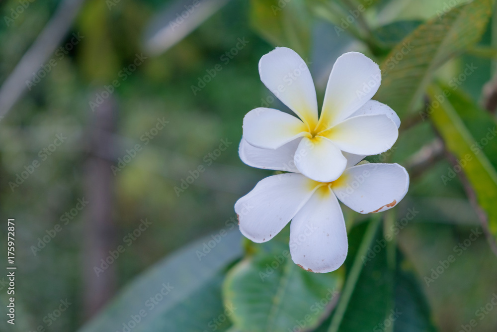 Plumeria