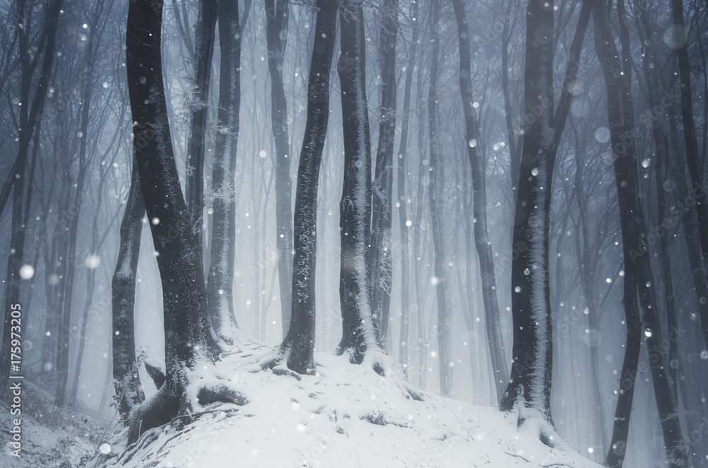 Winter forest with snow on Christmas day Winter forest with snow on Christmas day