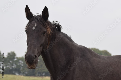 Dark horses animal portrait © Kim de Been
