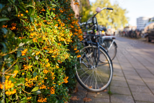 Yellow berries on a shrub on the background of bicycle parking in Amsterdam