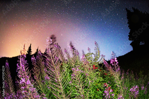Star flowers