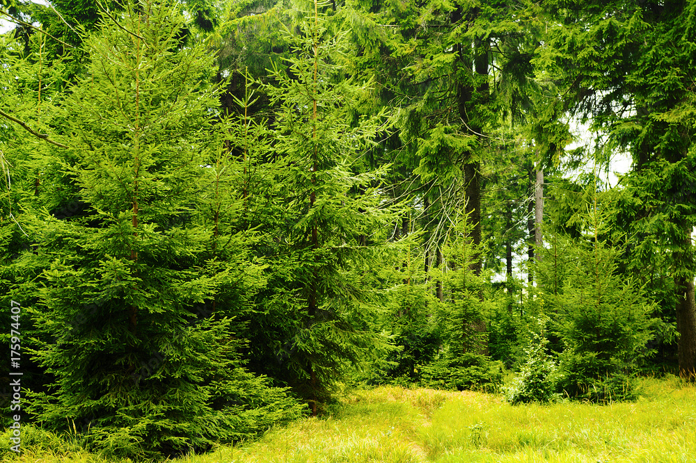 Fototapeta Zielone świerki w lesie iglastym