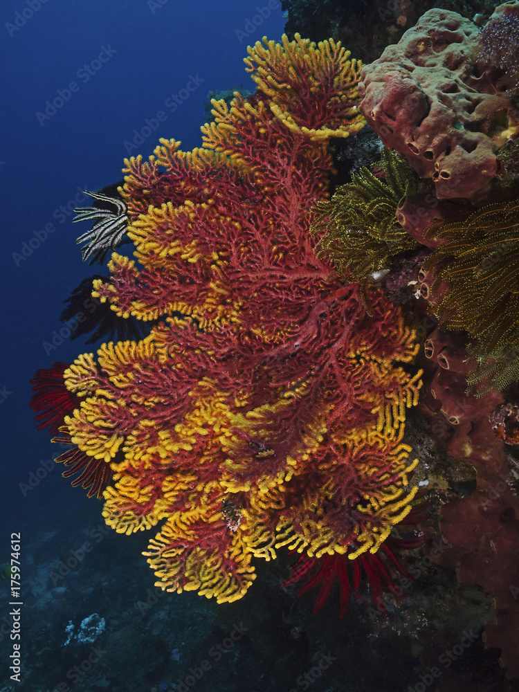 Fototapeta premium Red and yellow sea fan, Rotgelbe Gorgonie