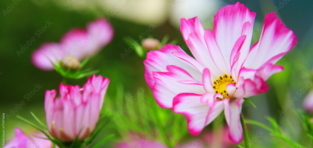 Pink cosmos flowers . Pink cosmos flowers .