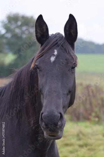 Dark horses animal portrait © Kim de Been