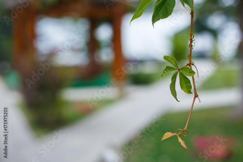 Garden background. Blurred gazebo on background, copy space