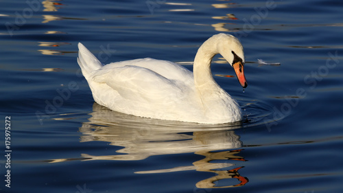 Fototapeta Naklejka Na Ścianę i Meble -  Beautiful swan swimming
