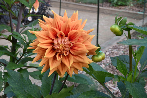 Fototapeta Naklejka Na Ścianę i Meble -  Dahlia orange au jardin en été