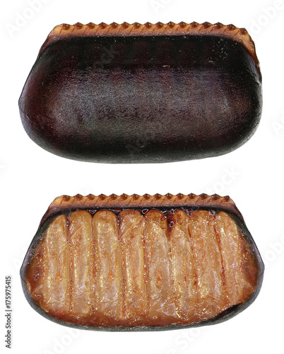 Egg case (ootheca) of American cockroach (Periplaneta americana) and its shell cut open isolated on a white background
