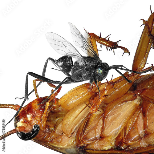 Parasitic wasp (Evania appendigaster) of american cockroach (Periplaneta americana), also known as the ensign (nightshade or hatchet) wasp, isolated on a white background photo