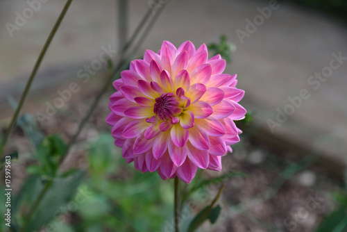 Fototapeta Naklejka Na Ścianę i Meble -  Dahlia rose en été au jardin