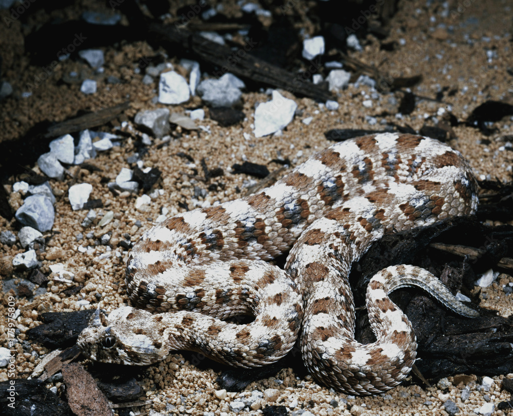 Fototapeta premium small ground viper, Horned adder, Bitis caudalis edi