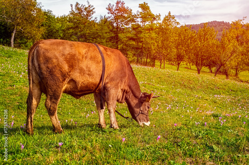 Cow grazing © Roberto Sorin