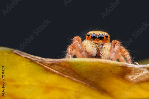 Close up Jumping spider on yellow leaf