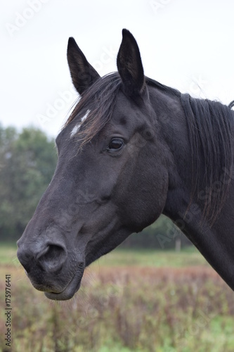 Dark horses animal portrait