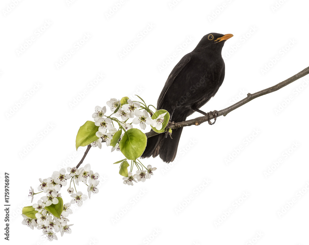 common blackbird perched on a flowering branch, isolated on white