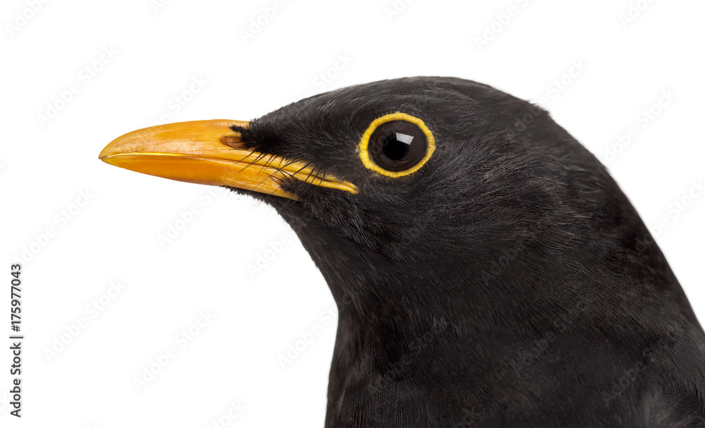 Obraz premium isolated close-up on a common blackbird