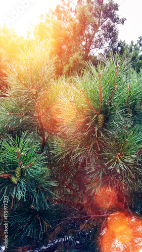 Pine branch blurred colorful background forest. Green branches closeup beautiful background
