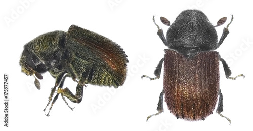 Bark beetle (Phloeosinus aubei) isolated on a white background