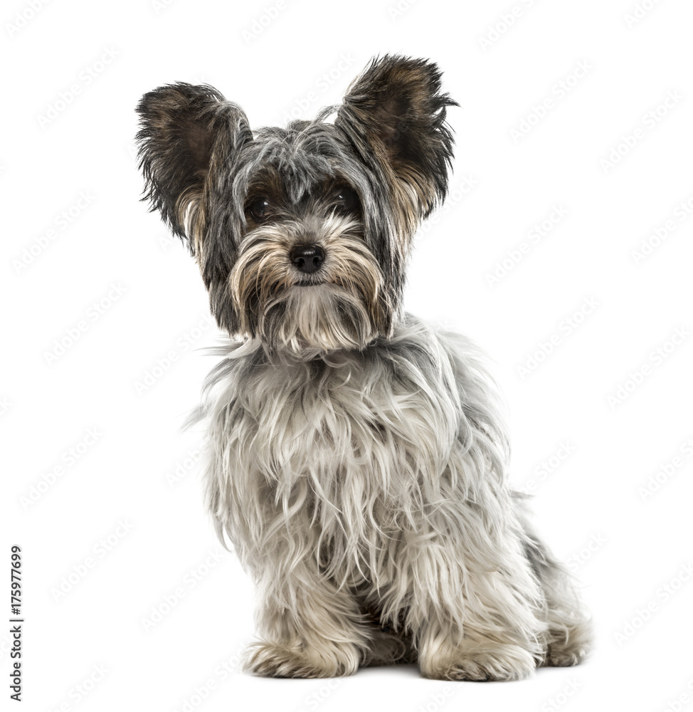 Biewer yorkshire sitting, isolated on white Biewer yorkshire sitting, isolated on white