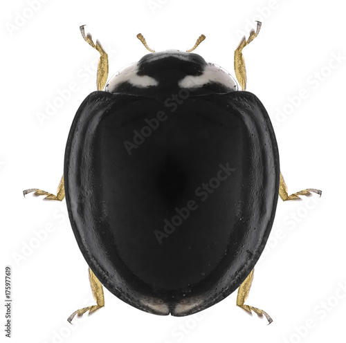 Ladybird, Cheilomenes propinqua vicina, isolated on a white background photo