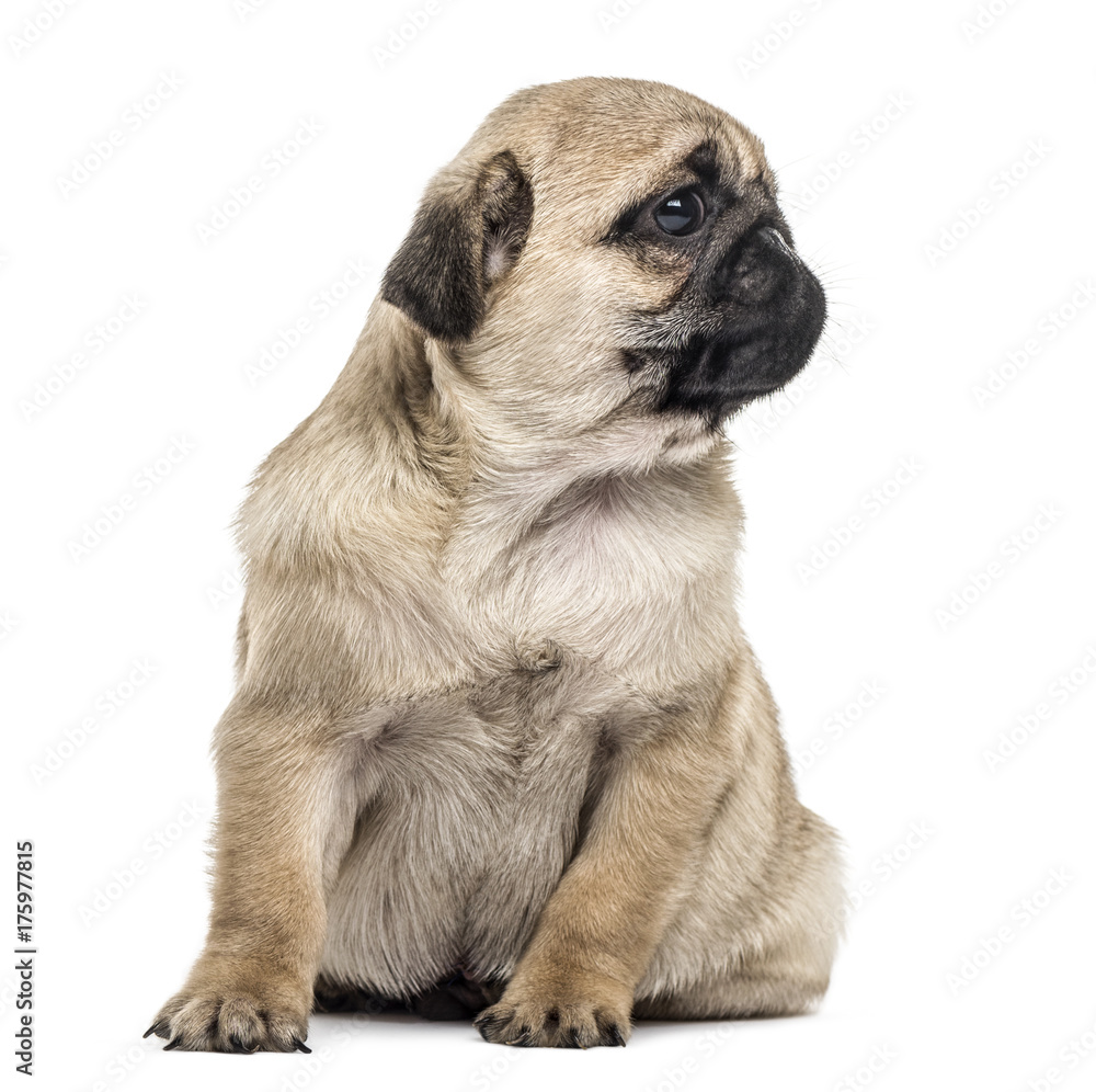 Pug puppy sitting, looking away, isolated on white