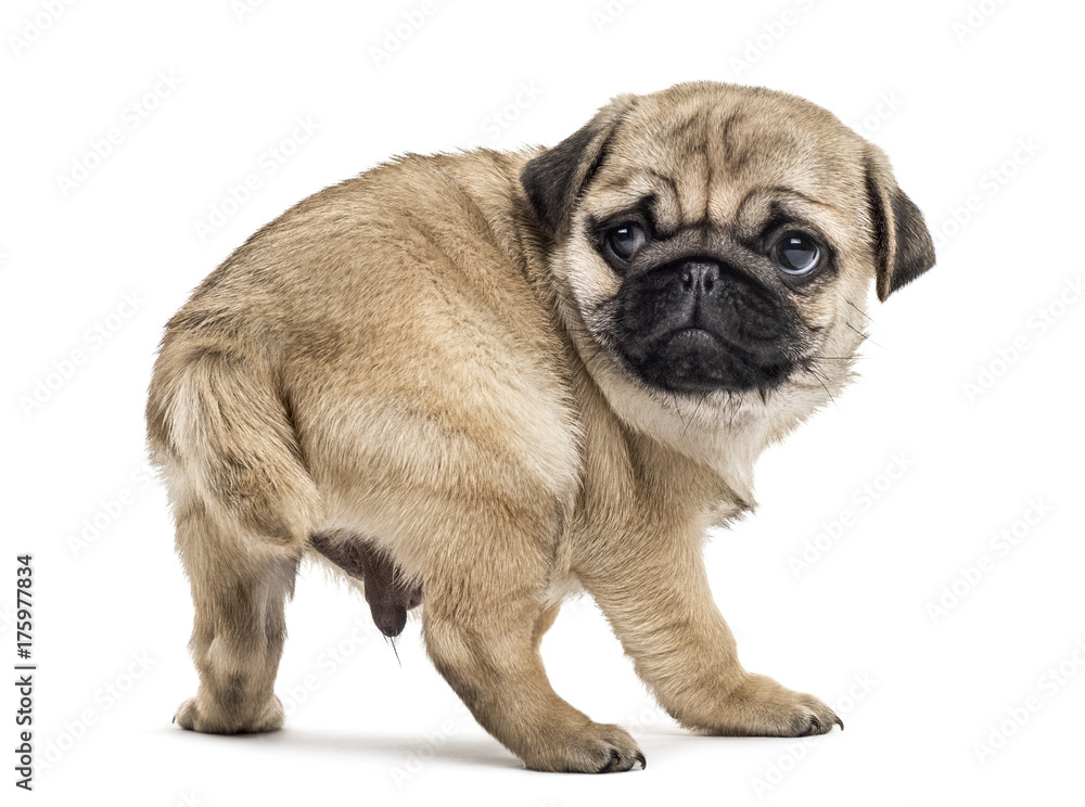 Pug puppy standing, looking backwards, isolated on white