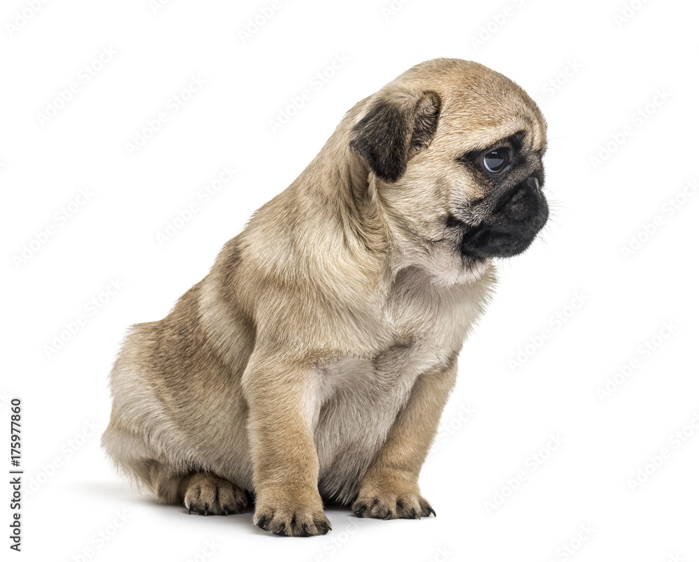 Pug puppy sitting, looking away, isolated on white Pug puppy sitting, looking away, isolated on white