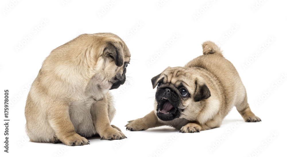 Pug puppies playing together, isolated on white