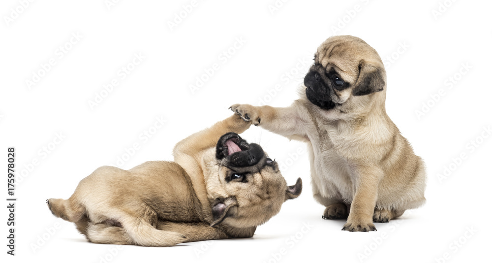 Pug puppies playing together, isolated on white Pug puppies playing together, isolated on white