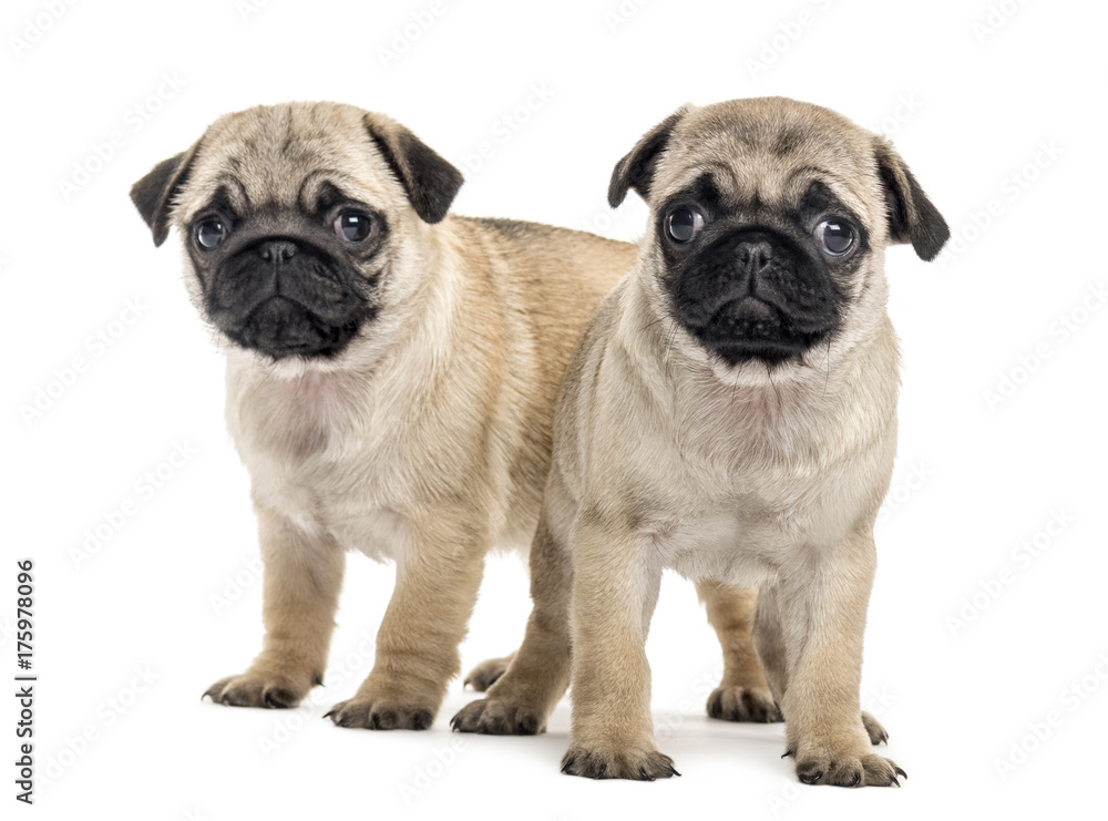 Pug puppies side by side, isolated on white