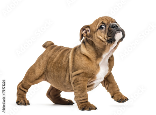 Bulldog puppy standing  isolated on white