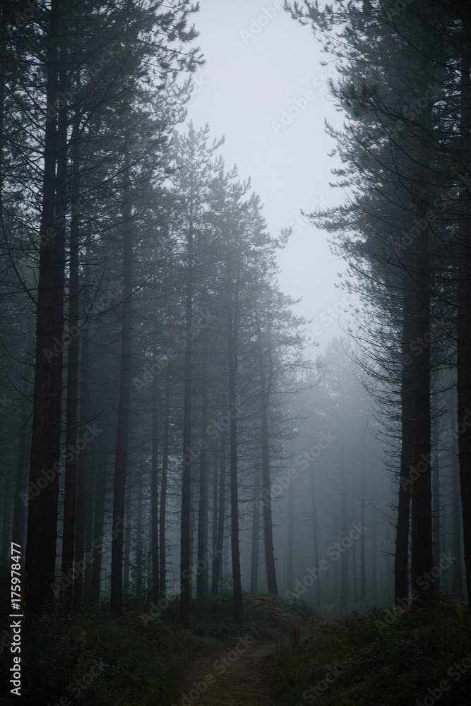 Foggy Woods Foggy Woods