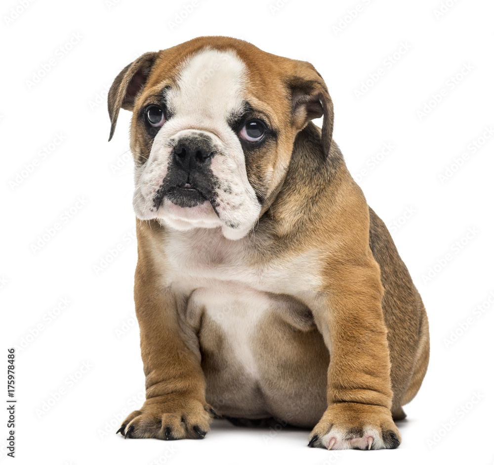 Bulldog pup sitting, isolated on white Bulldog pup sitting, isolated on white