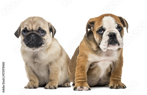 Pug and bulldog puppies side by side, isolated on white