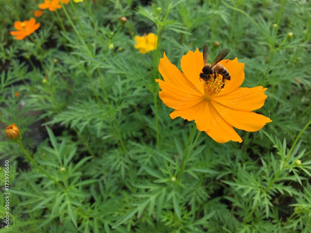 Orange cosmos flowers or Mexican Daisy flower with green leaves and bee