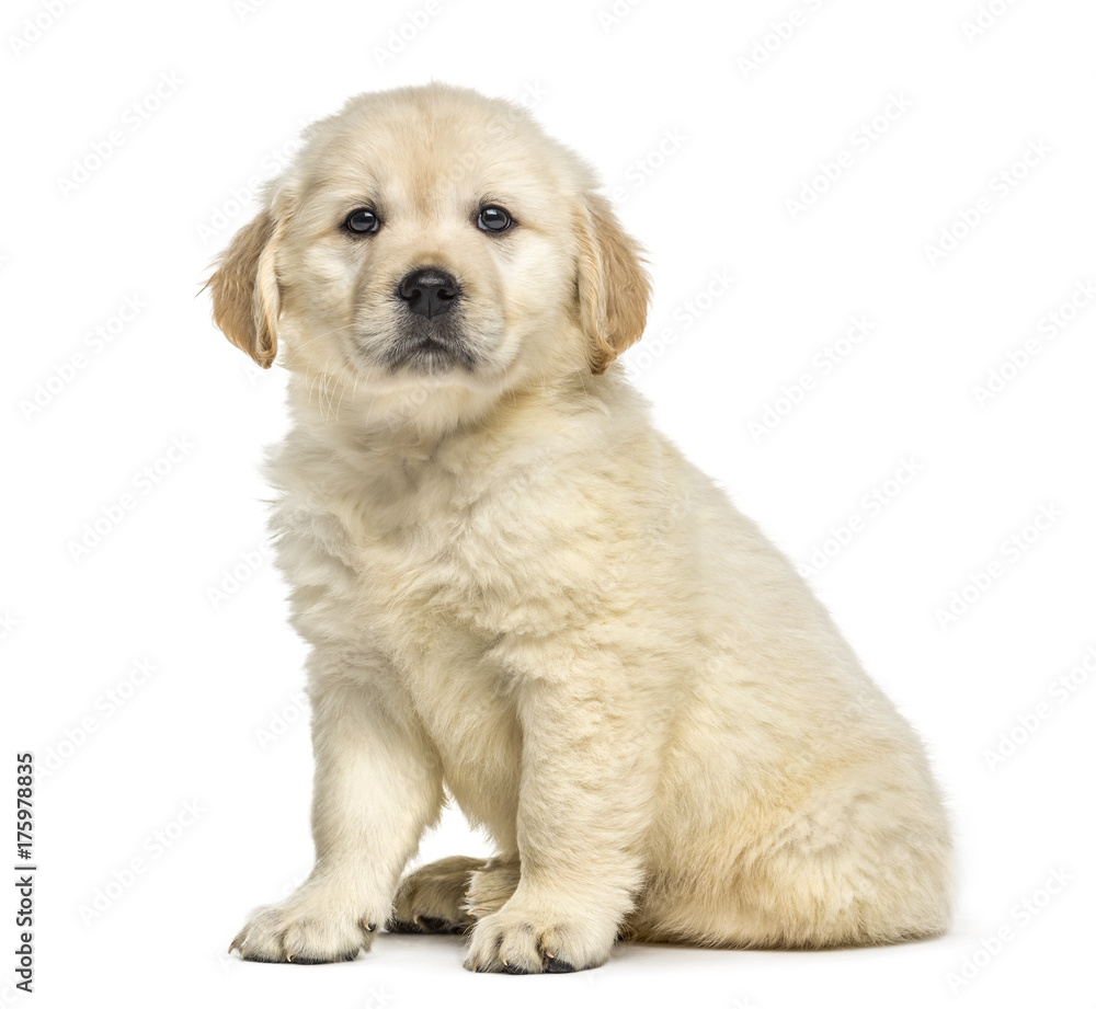 Retriever puppy sitting, isolated on white