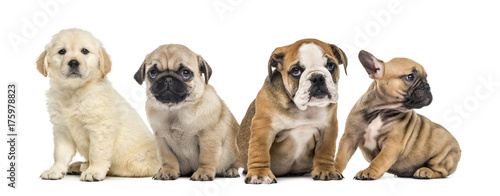Four puppies sitting, isolated on white