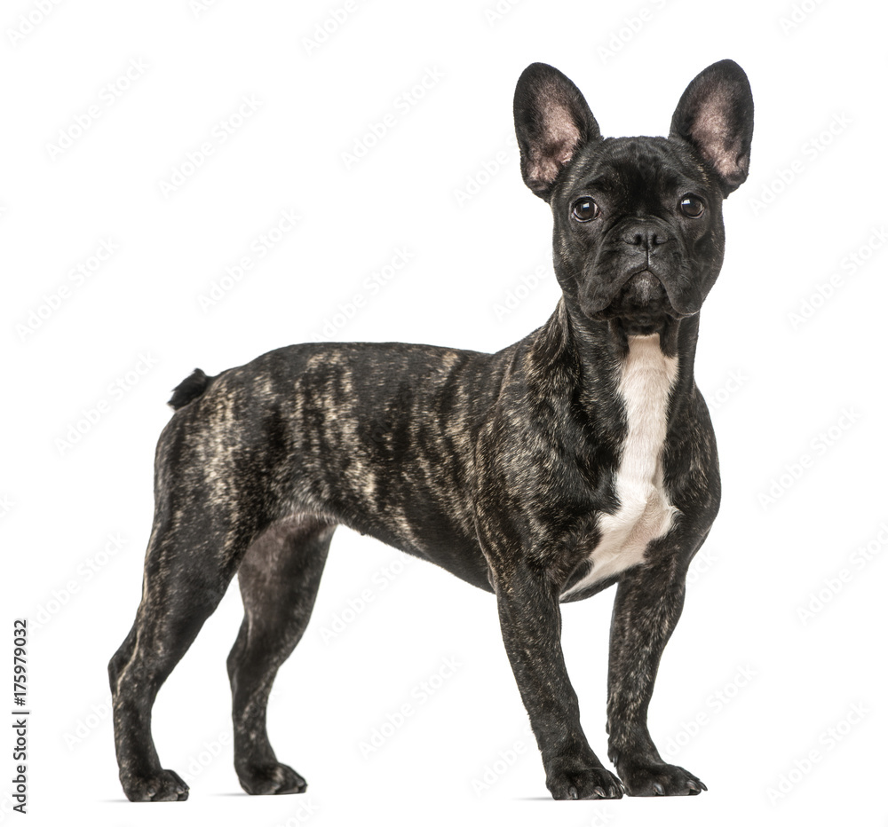 French Bulldog standing, isolated on white French Bulldog standing, isolated on white