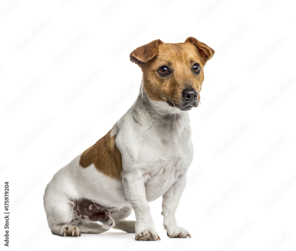 Jack Russell Terrier sitting, isolated on white