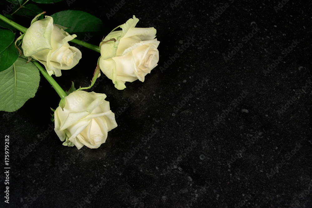 Fototapeta premium Zasięrzutny widok trzy białej róży odizolowywającej na zmroku kamienia tekstury tle. Skopiuj miejsce.