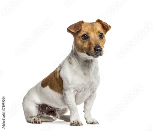 Jack Russell Terrier sitting, isolated on white © Eric Isselée