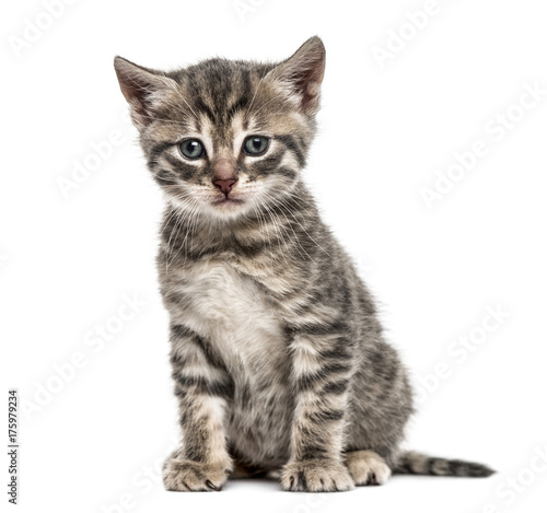 American Polydactyl kitten sitting, isolated on white © Eric Isselée