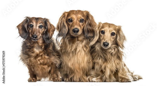 Fototapeta Naklejka Na Ścianę i Meble -  Dachshund dogs side by side sitting, isolated on white