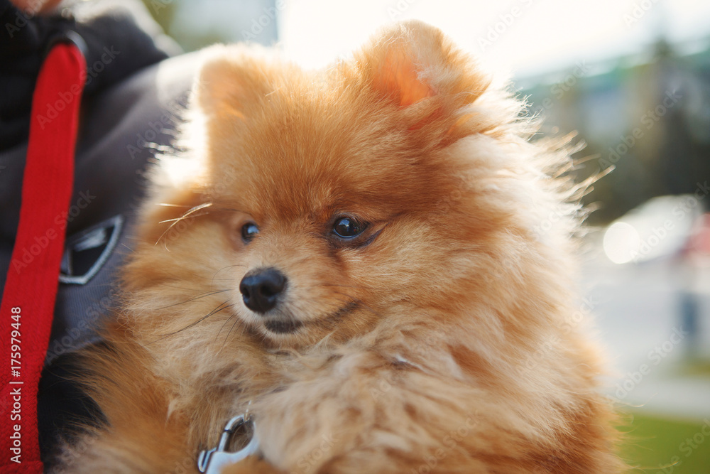 Beautiful dog breed Spitz Beautiful dog breed Spitz