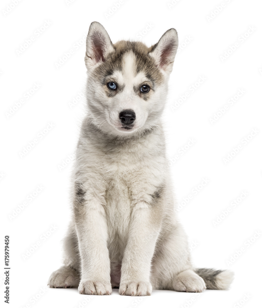 Siberian Husky puppy sitting, isolated on white