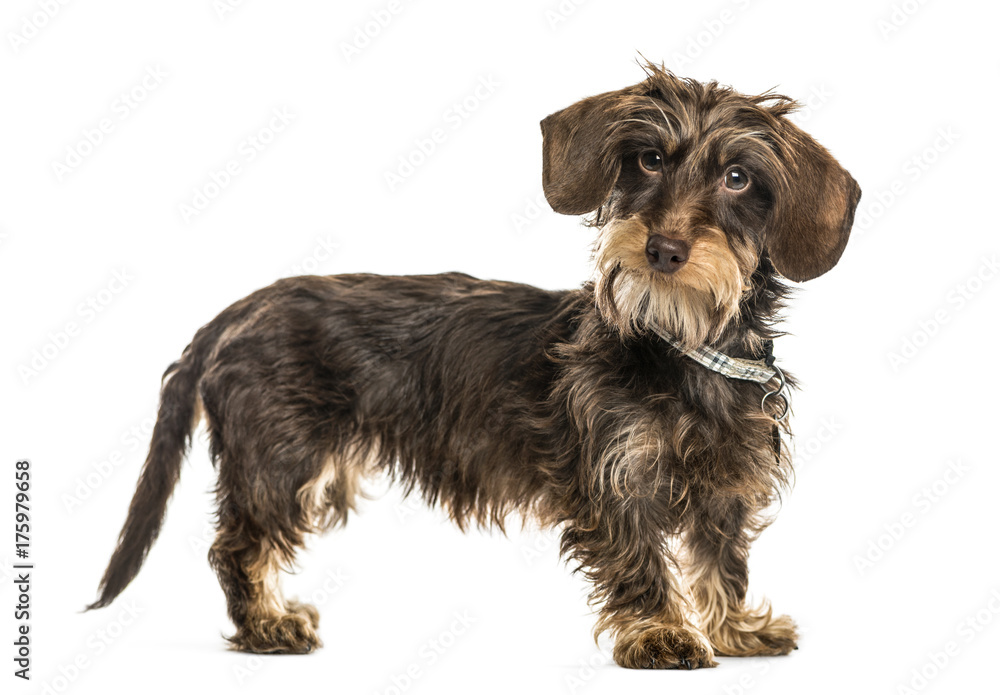 Dachshund standing, isolated on white