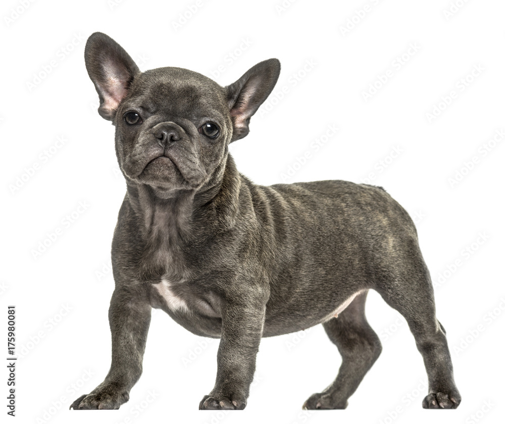 Grey french bulldog standing, isolated on white