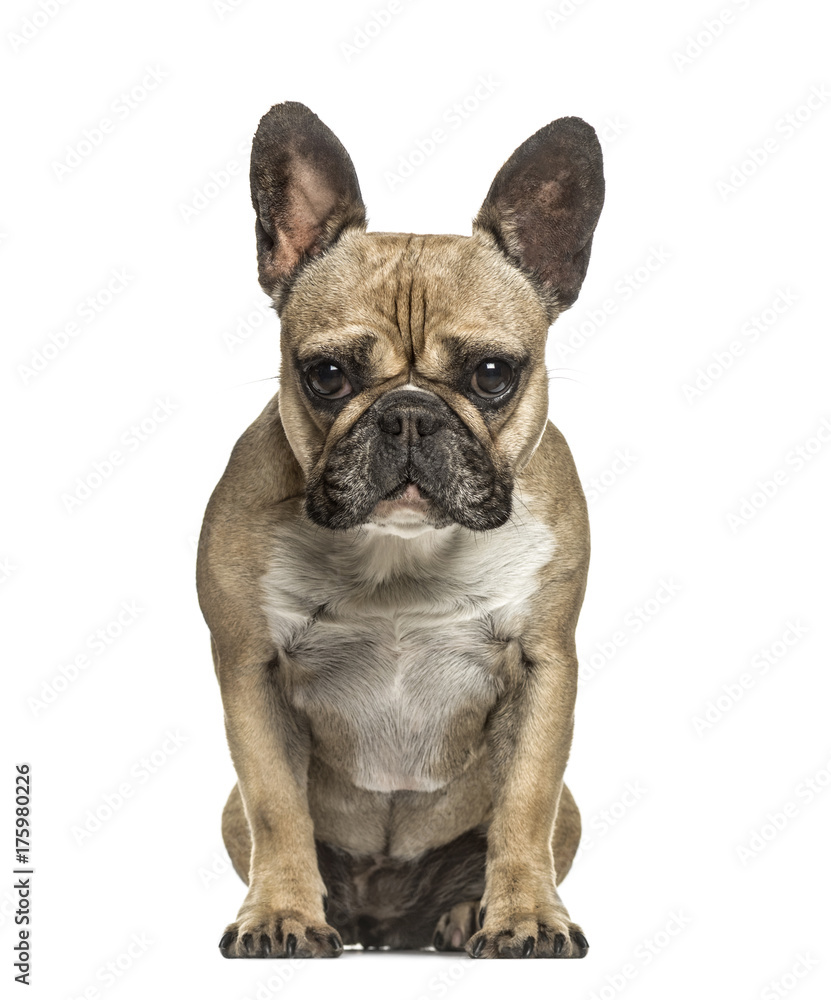 French bulldog looking at the camera, isolated on white