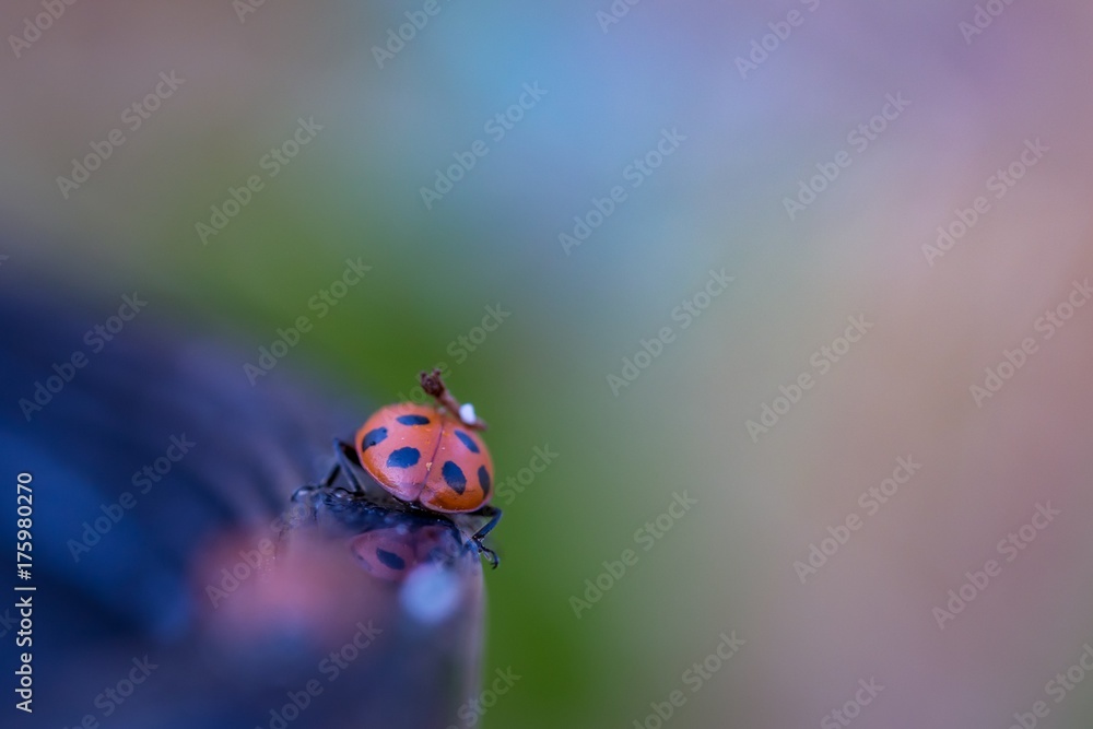 Fototapeta premium Pastel Ladybug
